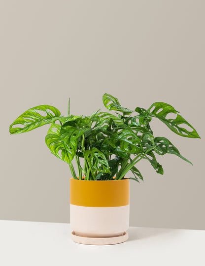 Monstera Adansonii