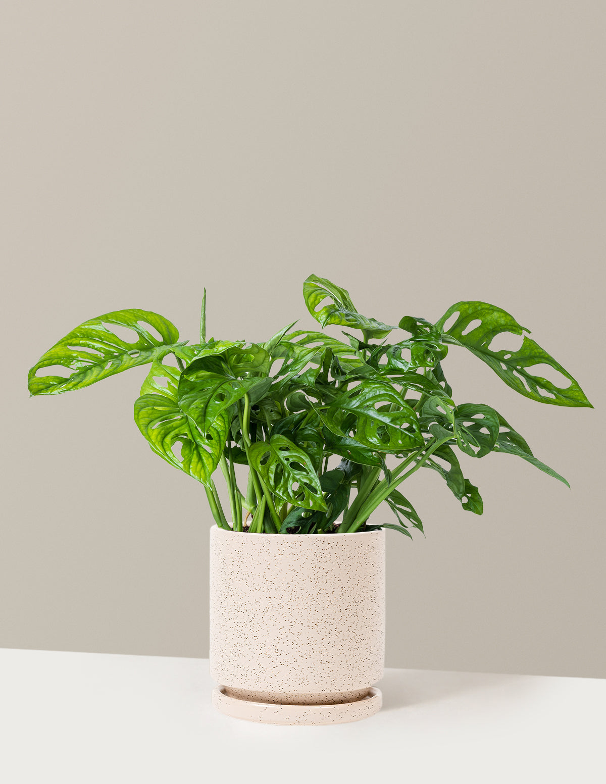 Monstera Adansonii