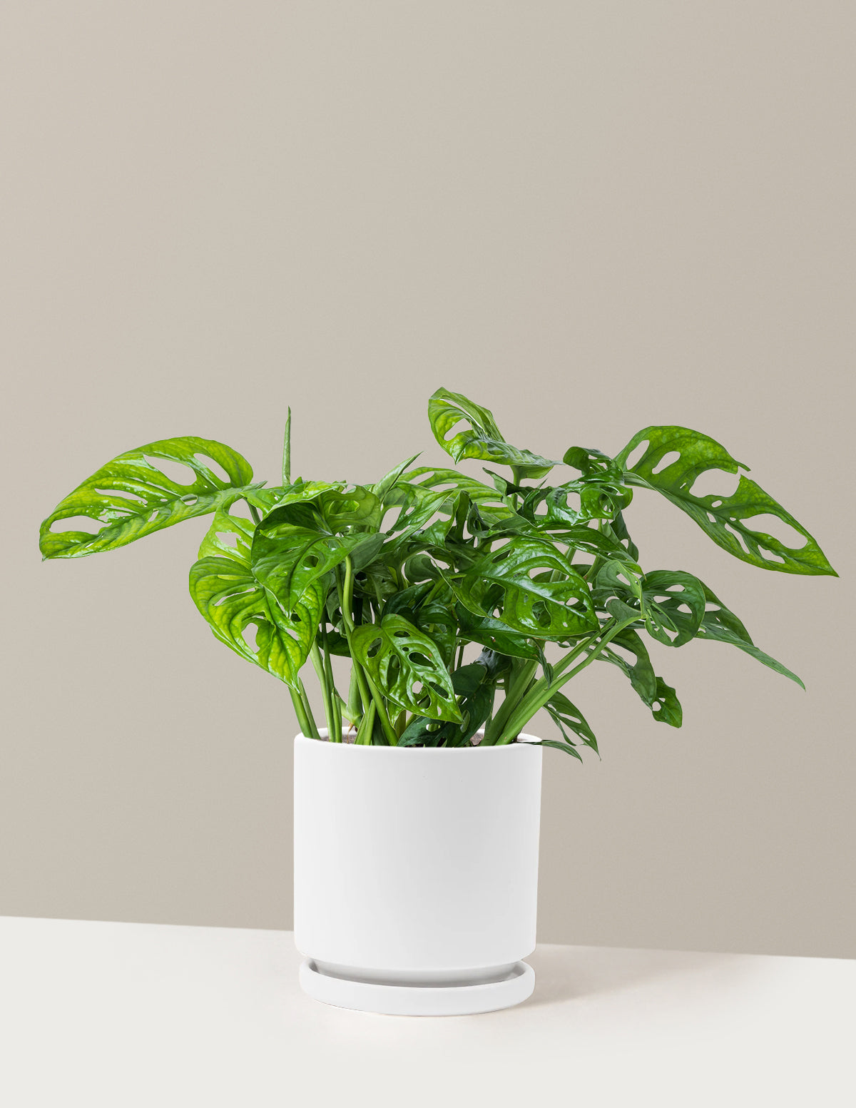 Monstera Adansonii