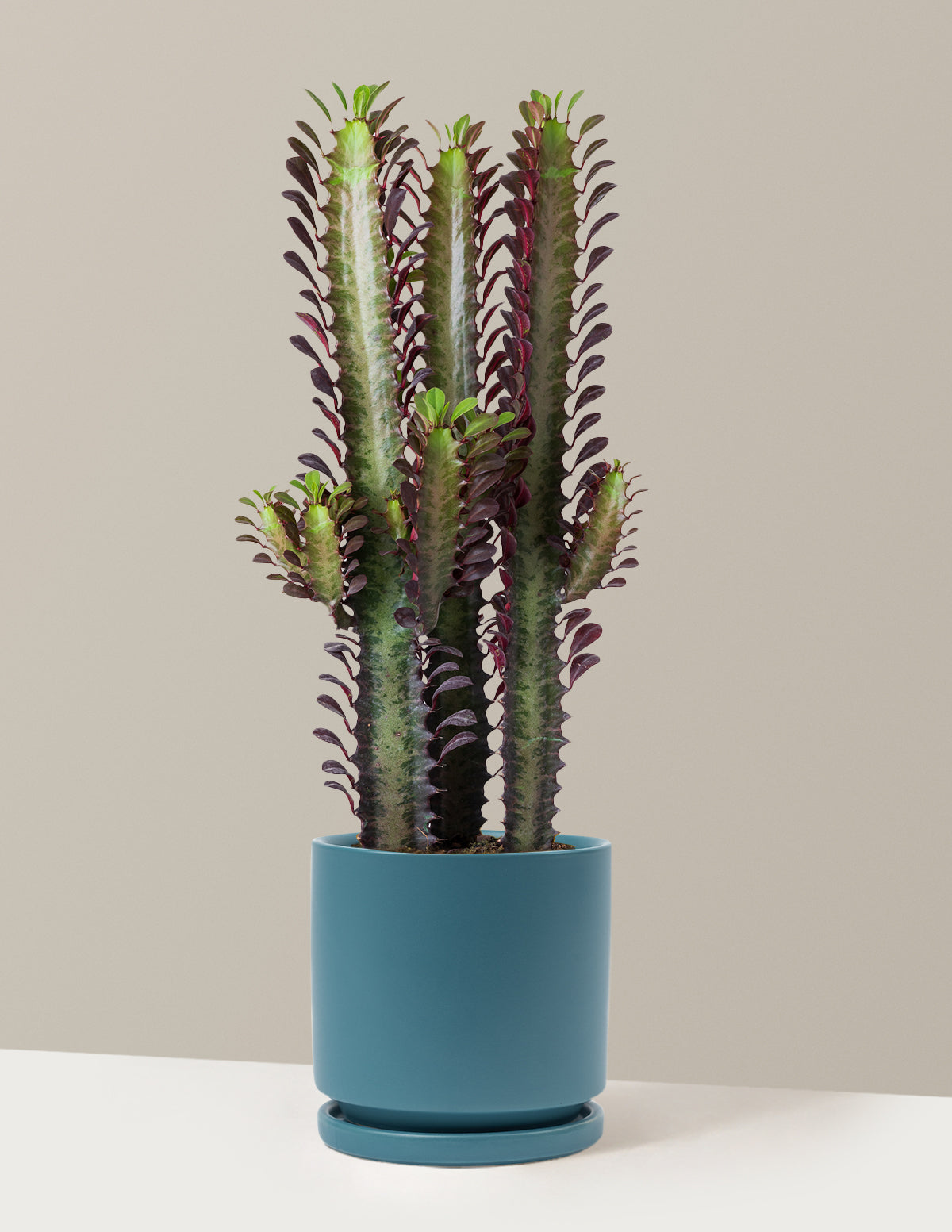bundle | Medium | Isabella | Antique Teal