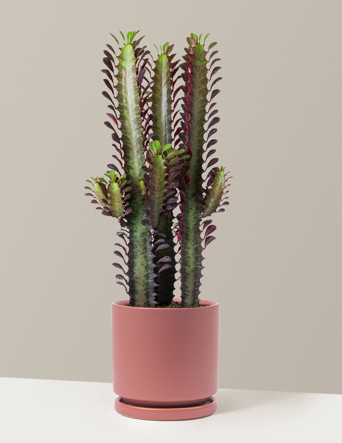 bundle | Medium | Isabella | Dusty Rose
