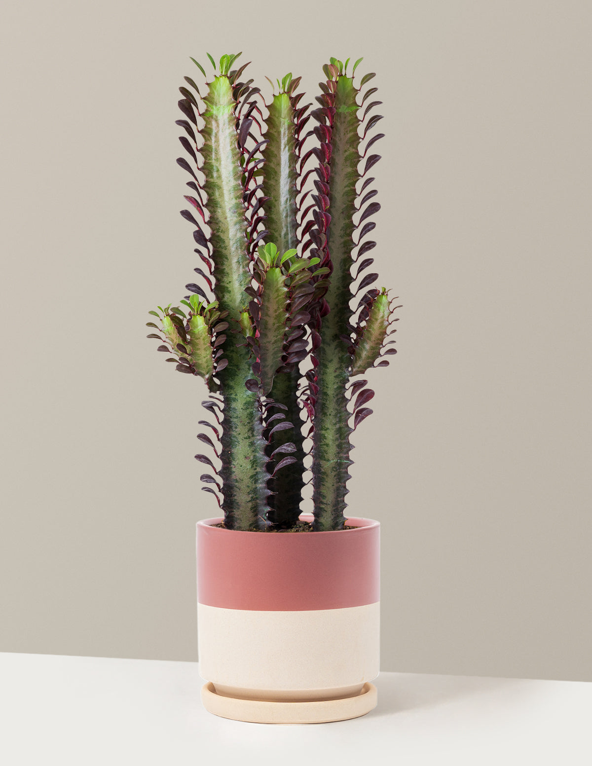bundle | Medium | Isabella | Top Half Dusty Rose
