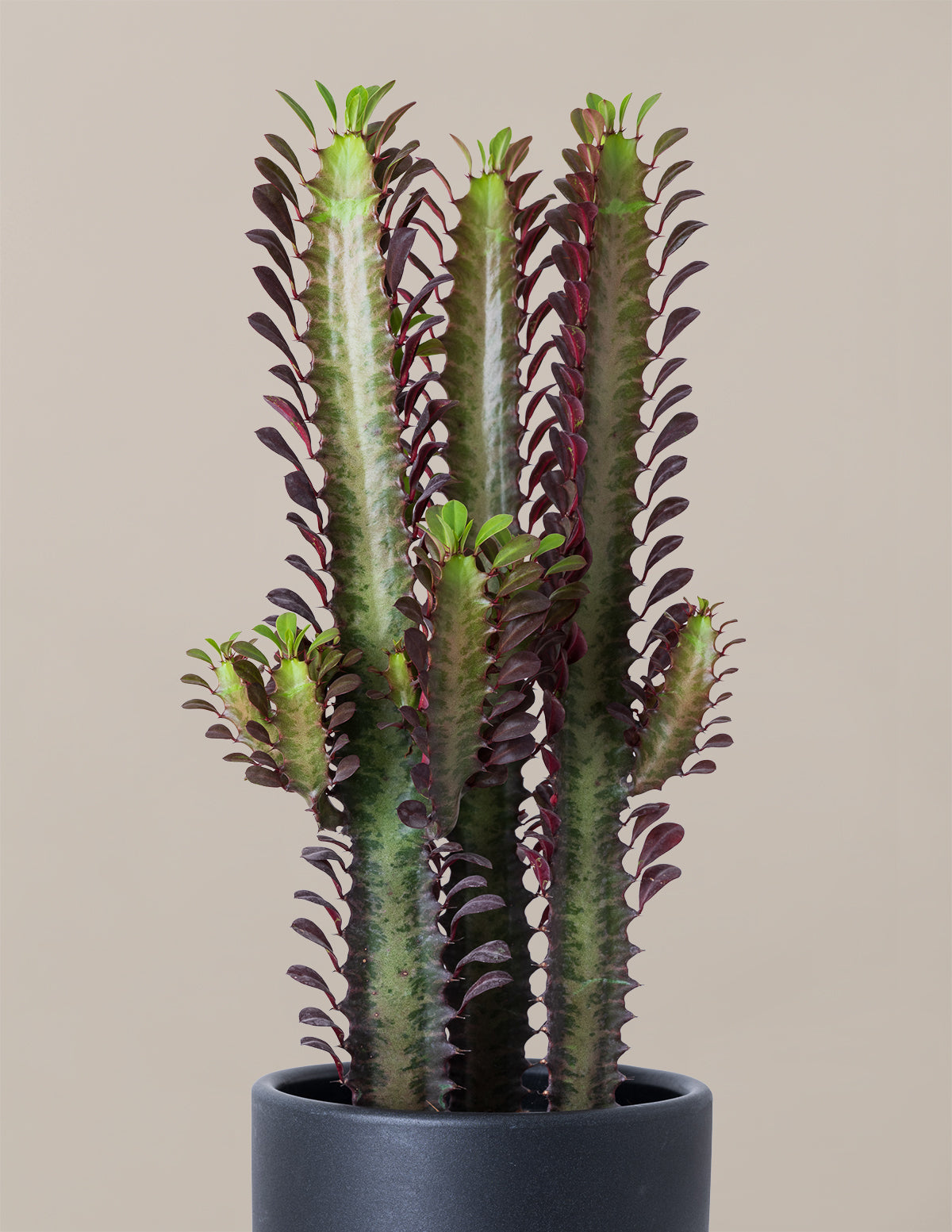 files/the-sill_Medium-African_Milk_Cactus_Medium_Gallery.jpg