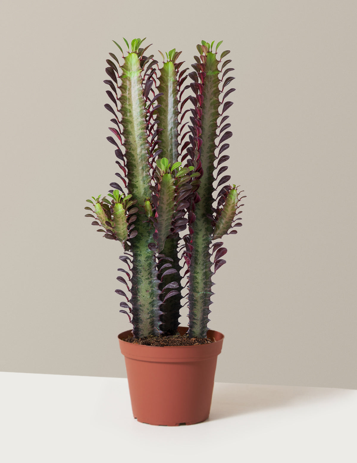 bundle | Medium | Grow Pot