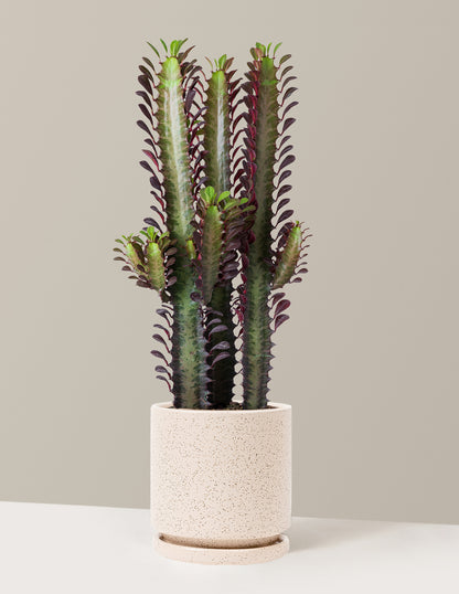 milk plant succulent African Milk Tree Houseplant with Planter - Medium (10-18" tall) Bubblegum Planter