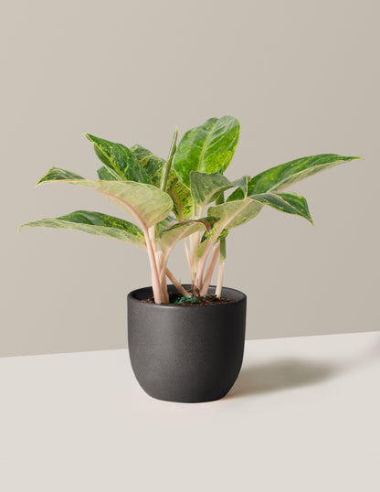 papaya plant indoor Aglaonema Green Papaya | Unique and Rare Houseplants for Delivery