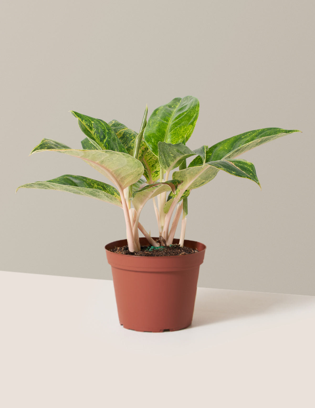 bundle | Medium | Grow Pot