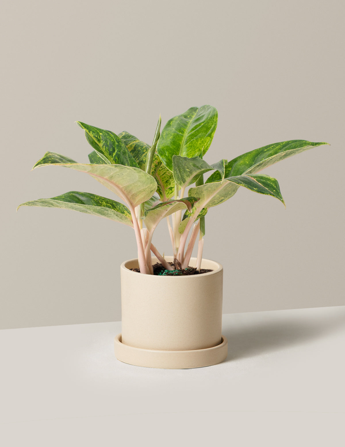 Aglaonema Papaya
