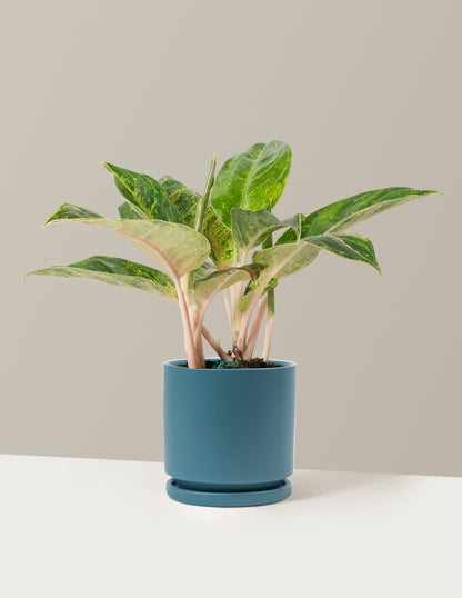 aglaonema green papaya care Aglaonema Green Papaya | Unique and Rare Houseplants for Delivery