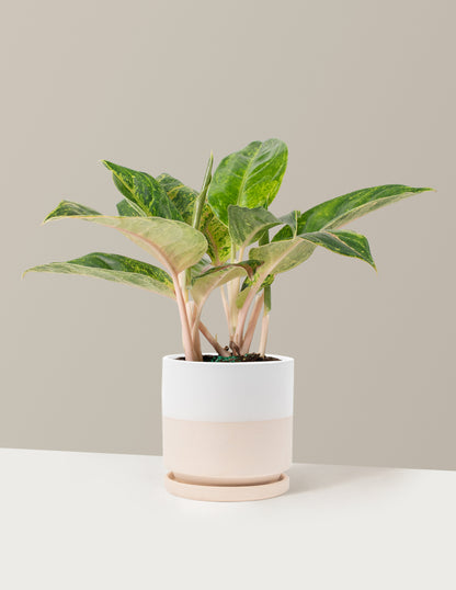 aglaonema papaya Aglaonema Green Papaya | Unique and Rare Houseplants for Delivery