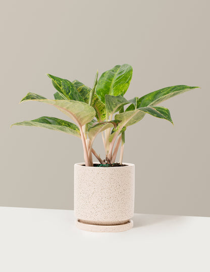 green papaya aglaonema Aglaonema Green Papaya | Unique and Rare Houseplants for Delivery