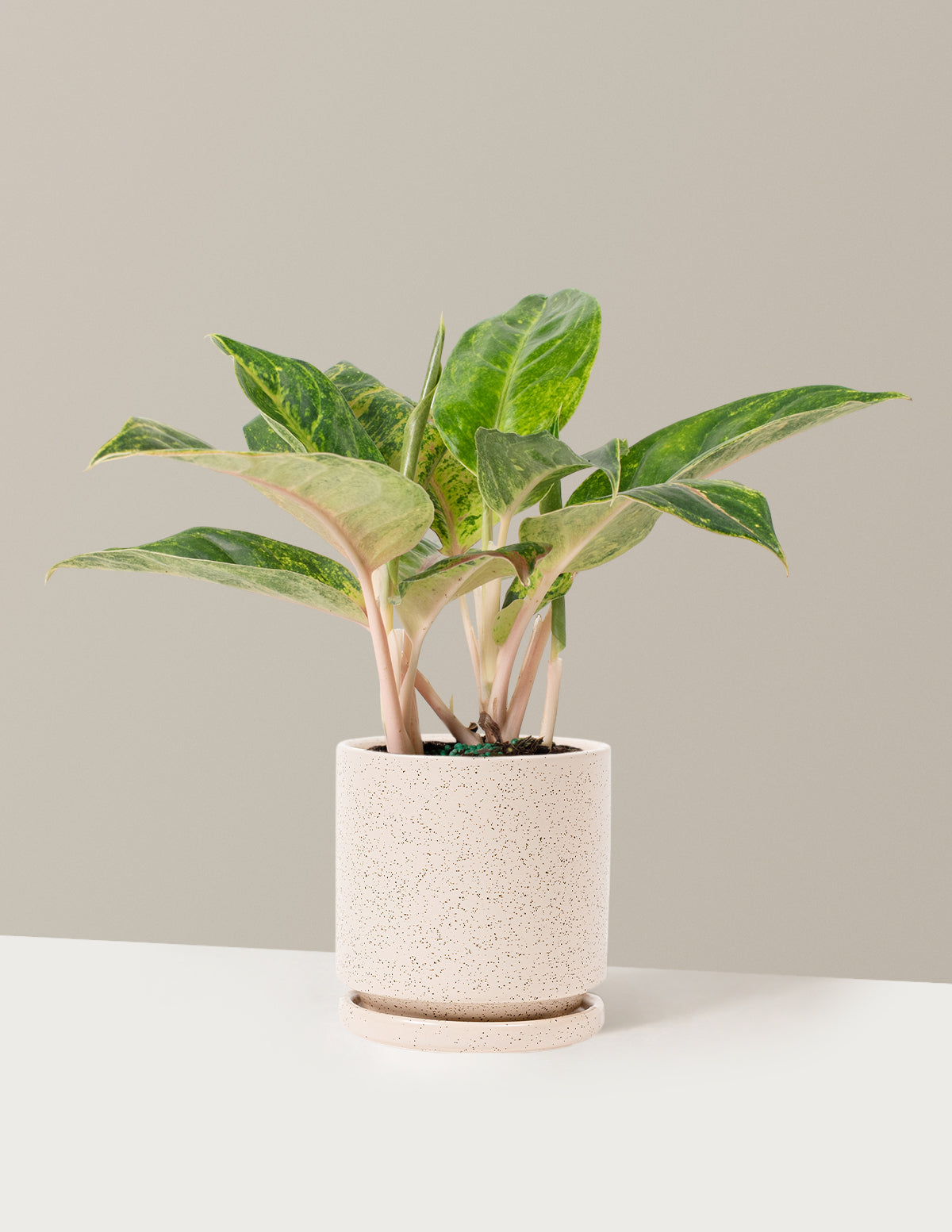 aglaonema papaya care Aglaonema Green Papaya