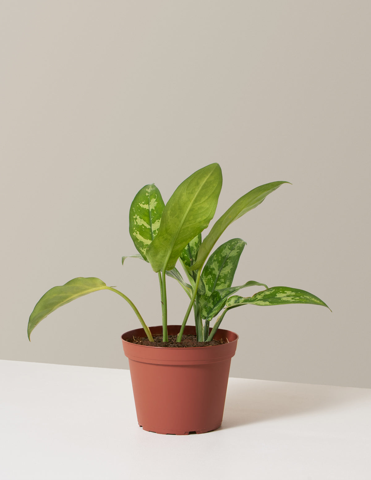 bundle | Medium | Grow Pot