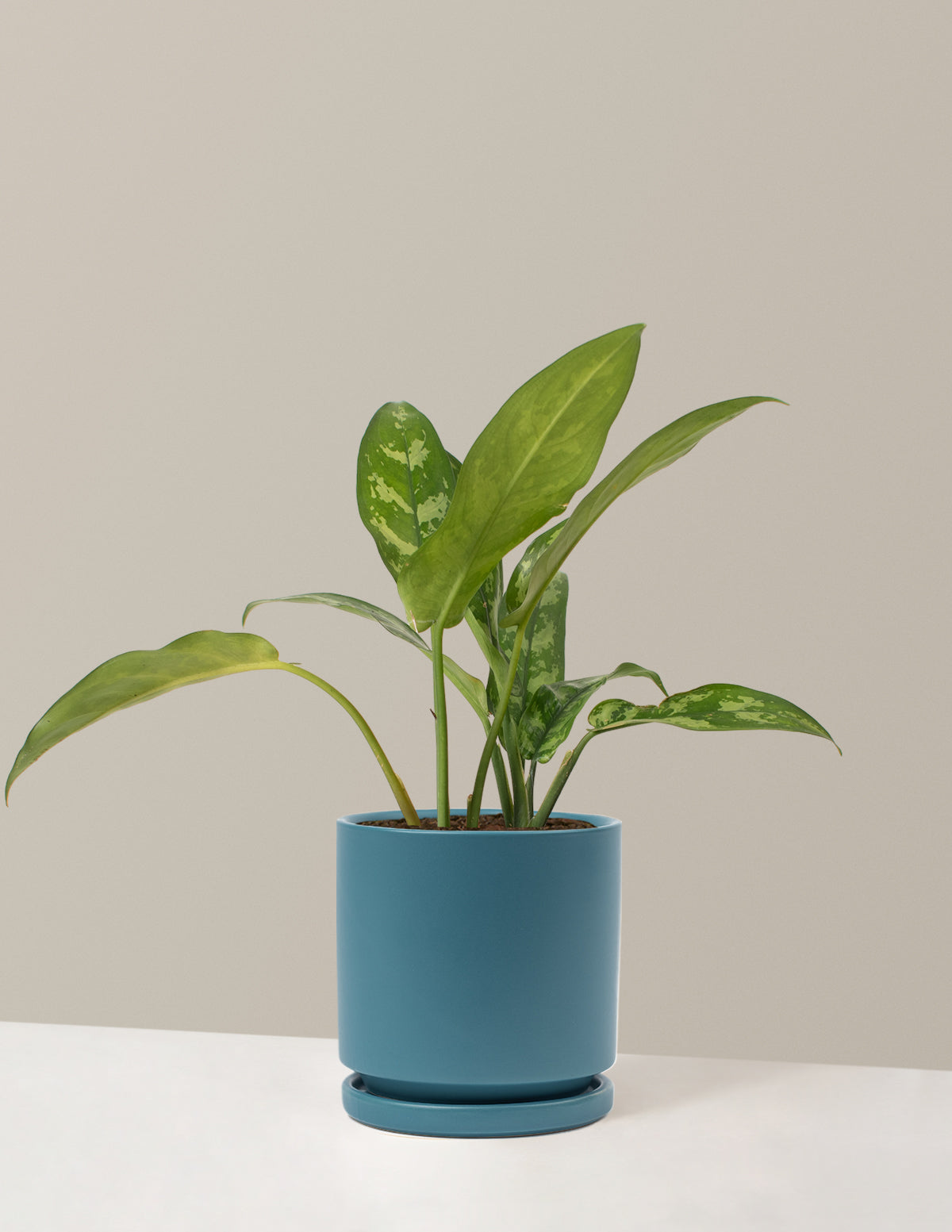 aglaonema compact maria Aglaonema Maria