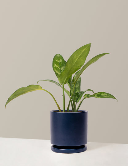 Aglaonema Maria