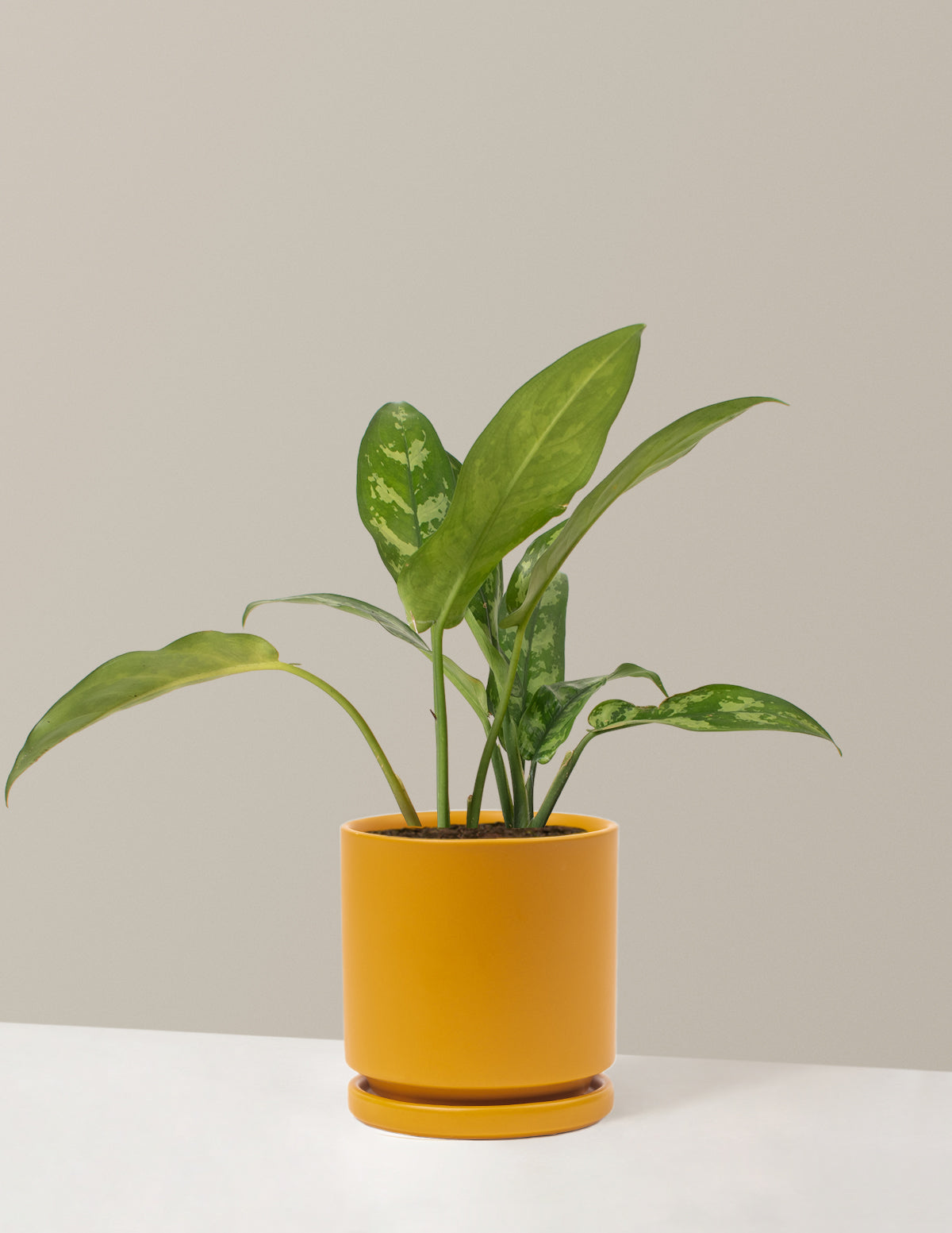 aglaonema maria in karma pot Aglaonema Maria