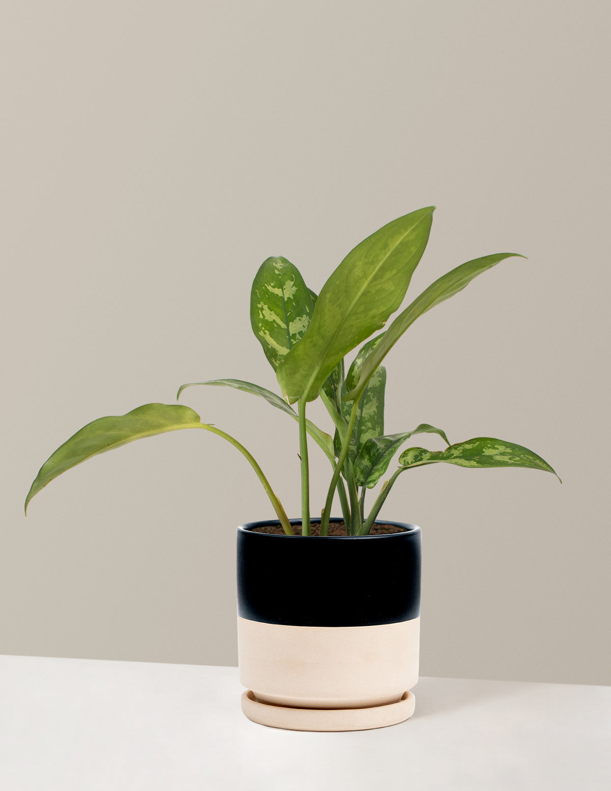 Aglaonema Maria | Unique and Rare Houseplants for Delivery