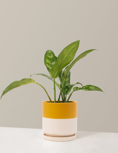 aglaonema maria watering Aglaonema Maria | Unique and Rare Houseplants for Delivery