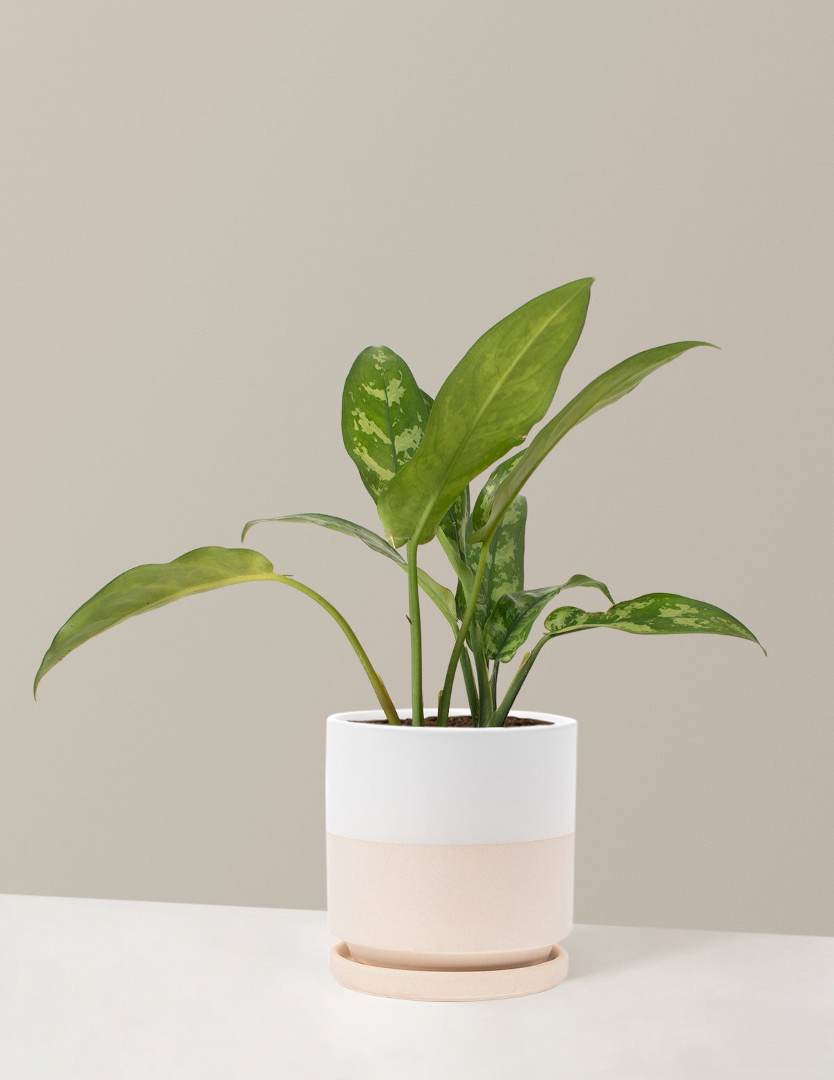Aglaonema Maria