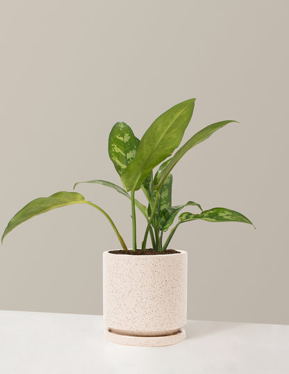 Aglaonema Maria