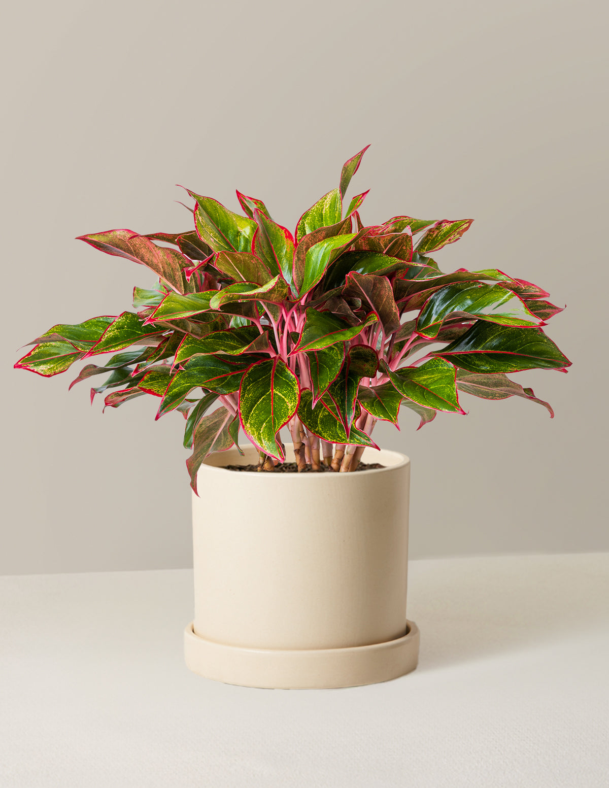 Aglaonema Siam