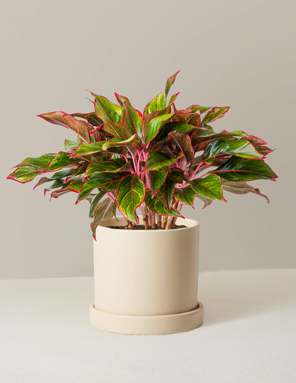 Aglaonema Siam