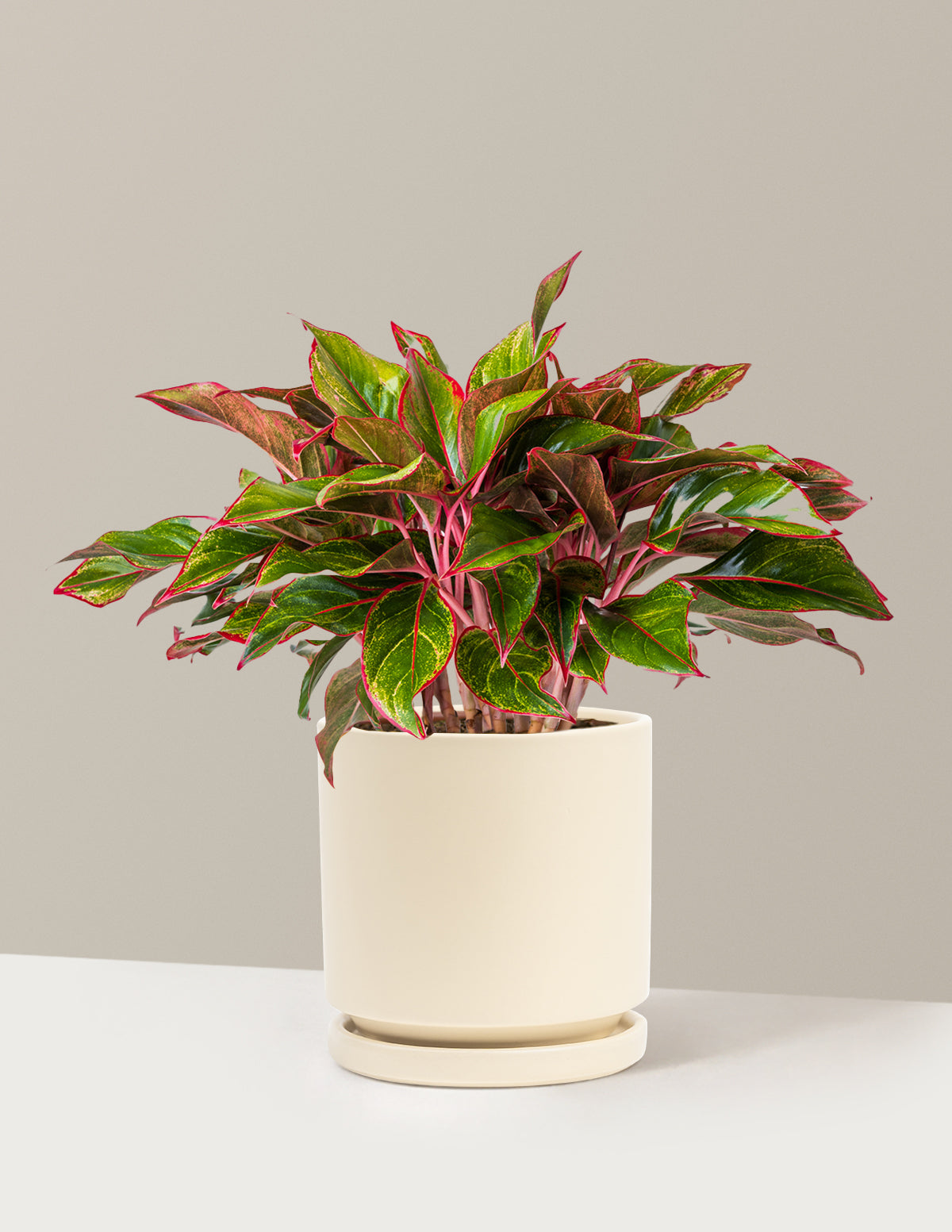 Aglaonema Siam