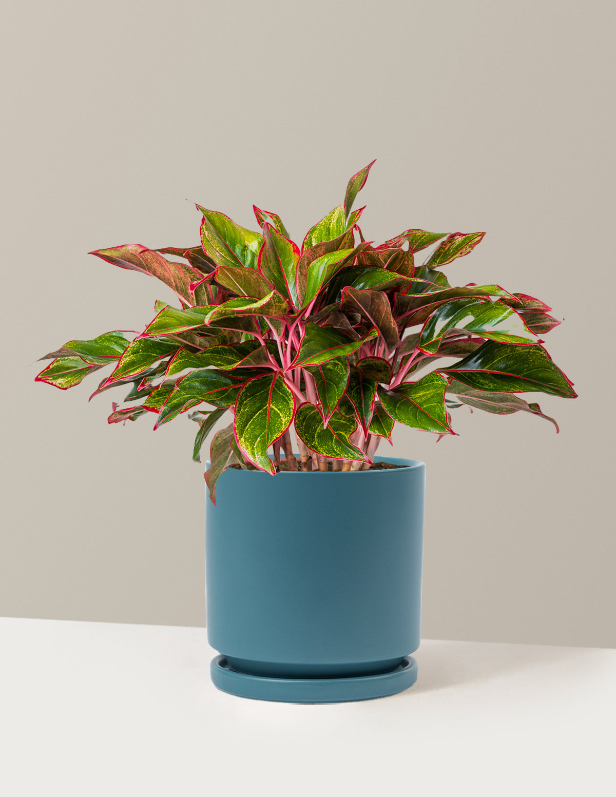 Aglaonema Siam