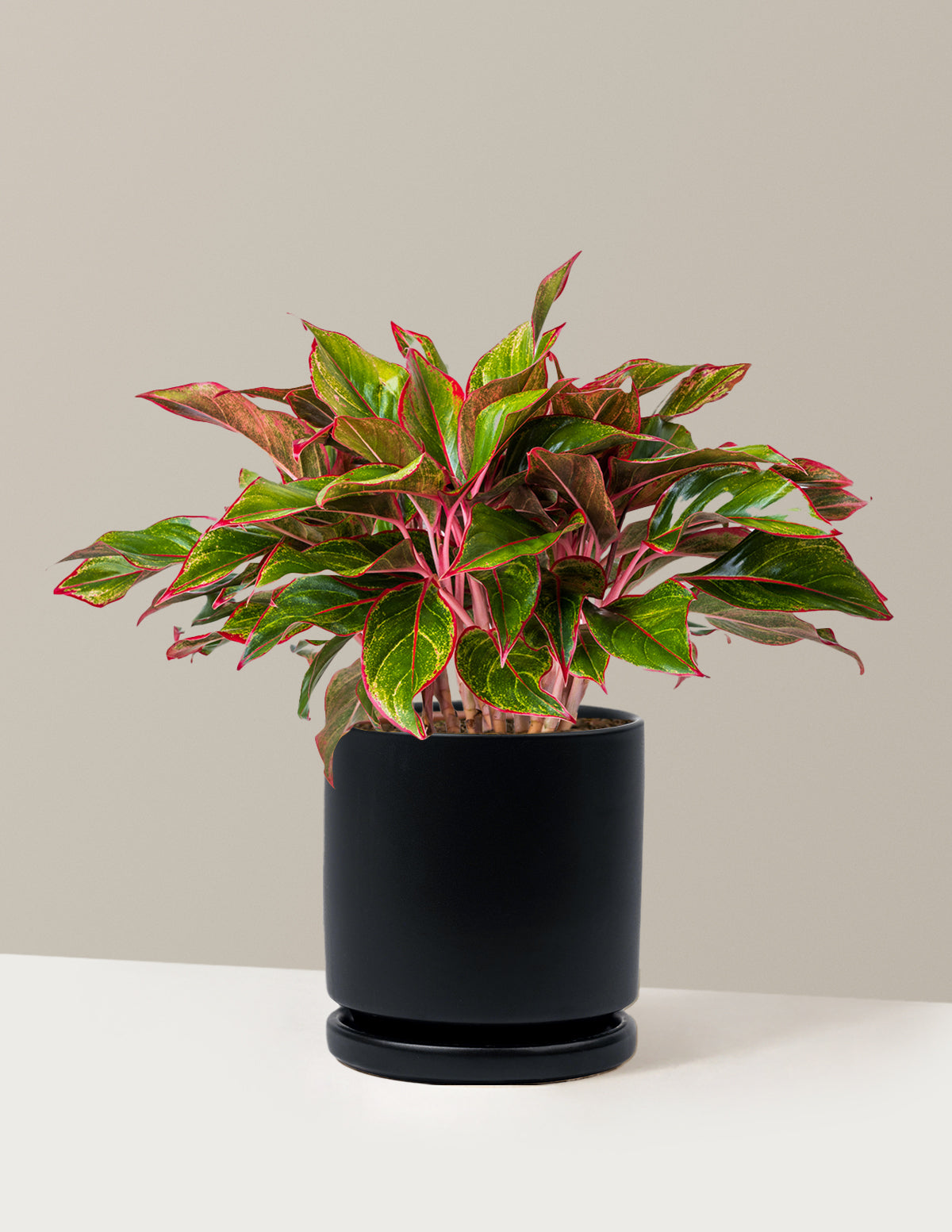 Aglaonema Siam
