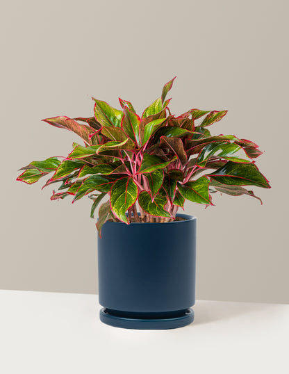 Aglaonema Siam