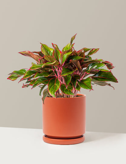 Aglaonema Siam