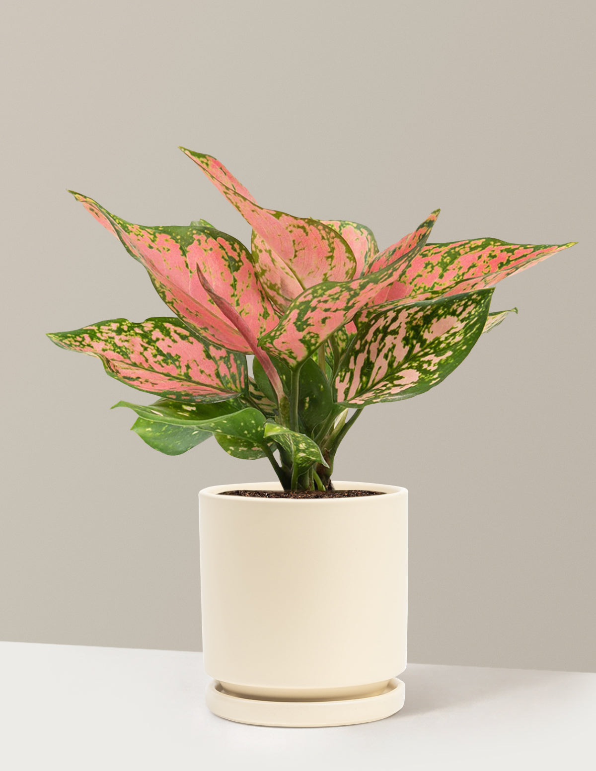 Aglaonema Wishes