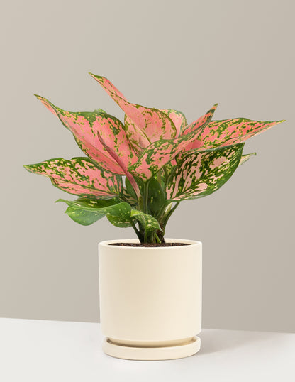 Aglaonema Wishes