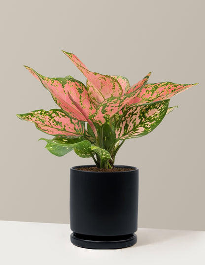 lush aglaonema Aglaonema Wishes Houseplant with Planter - Medium (9-14" tall) Bubblegum Planter