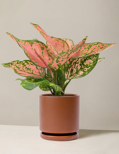 chocolate aglaonema care Aglaonema Wishes Houseplant with Planter - Medium (9-14" tall) Bubblegum Planter