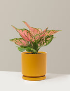 bundle | Medium | Isabella | Mustard