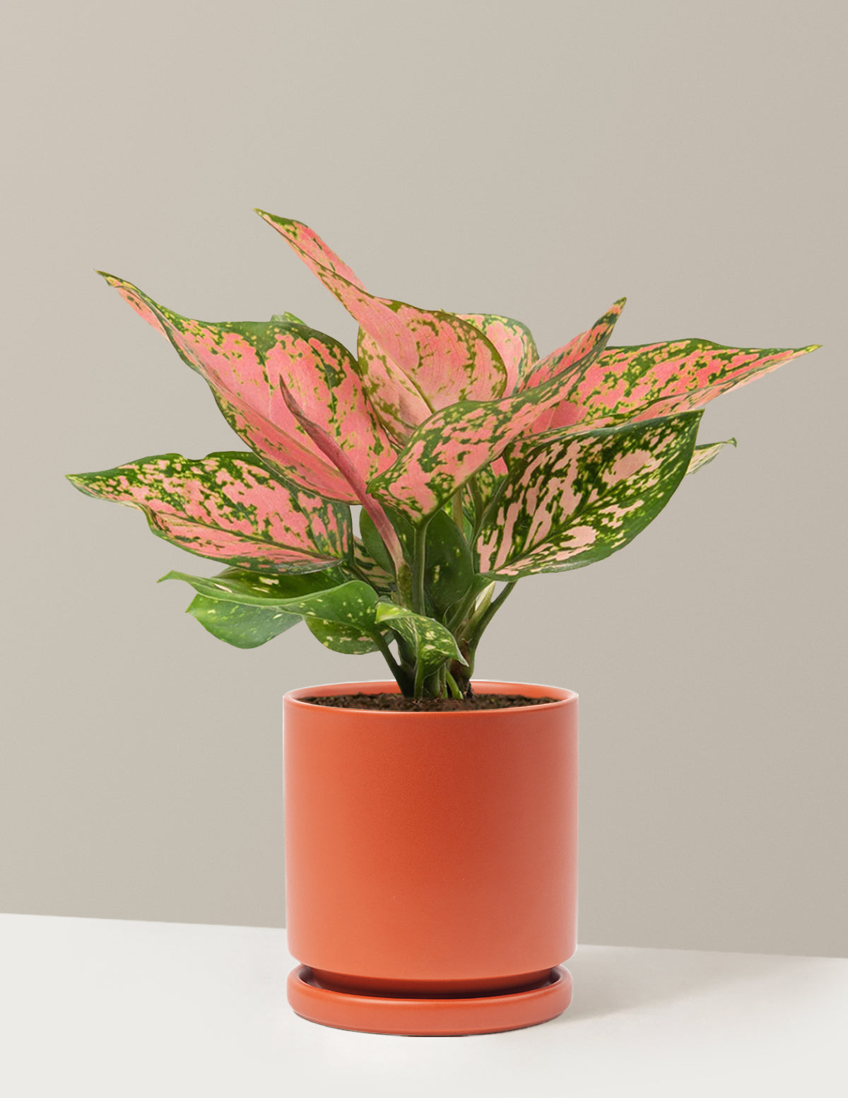 Aglaonema Wishes