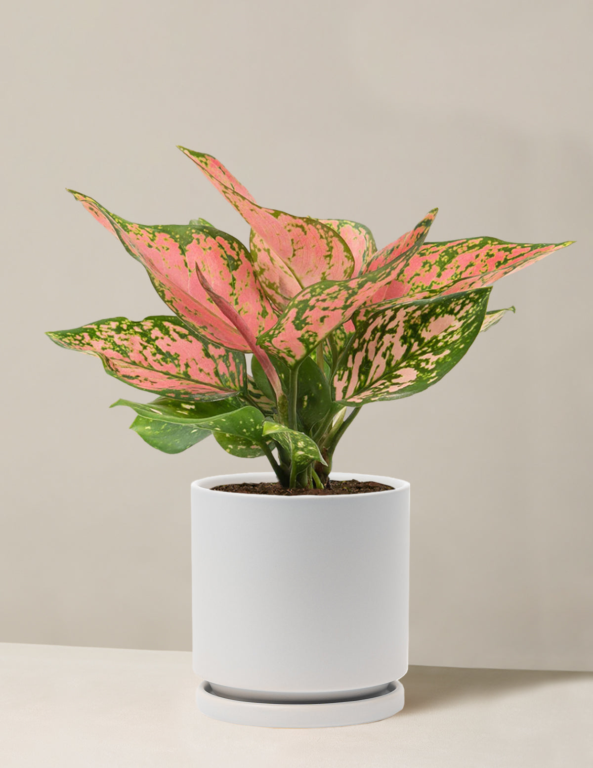 Aglaonema Wishes | Unique and Rare Houseplants for Delivery Aglaonema Wishes | Unique and Rare Houseplants for Delivery