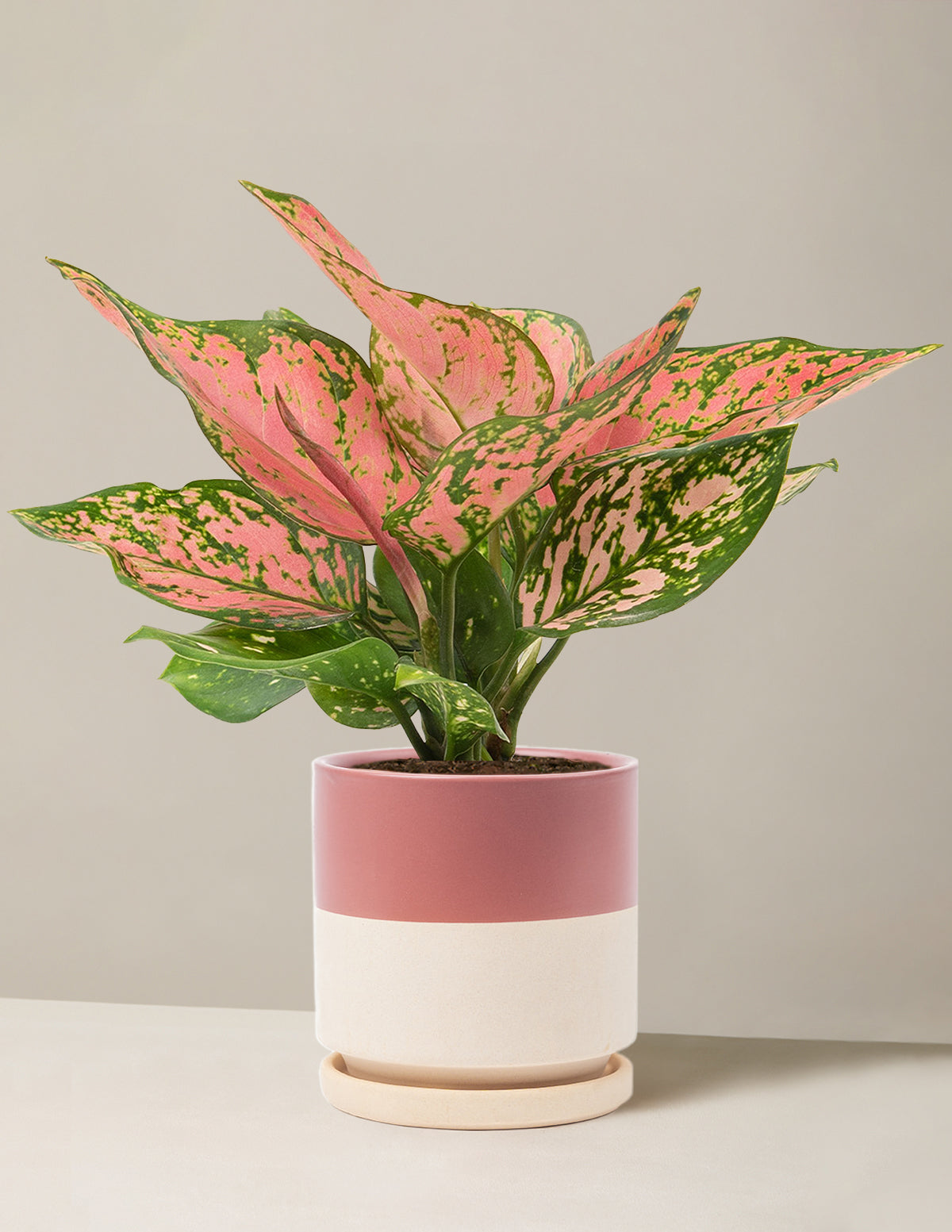 bundle | Medium | Isabella | Half Dusty Rose