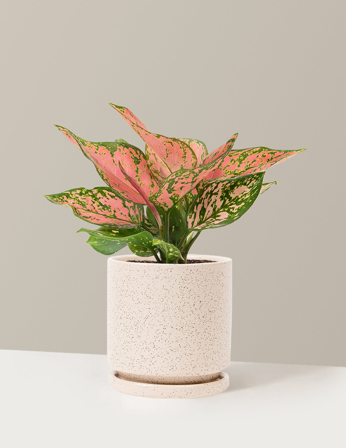 bundle | Medium | Isabella | White Sesame