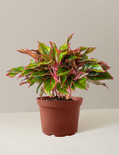 aglaonema the sill The Sill Aglaonema Siam Houseplants, Medium in Black