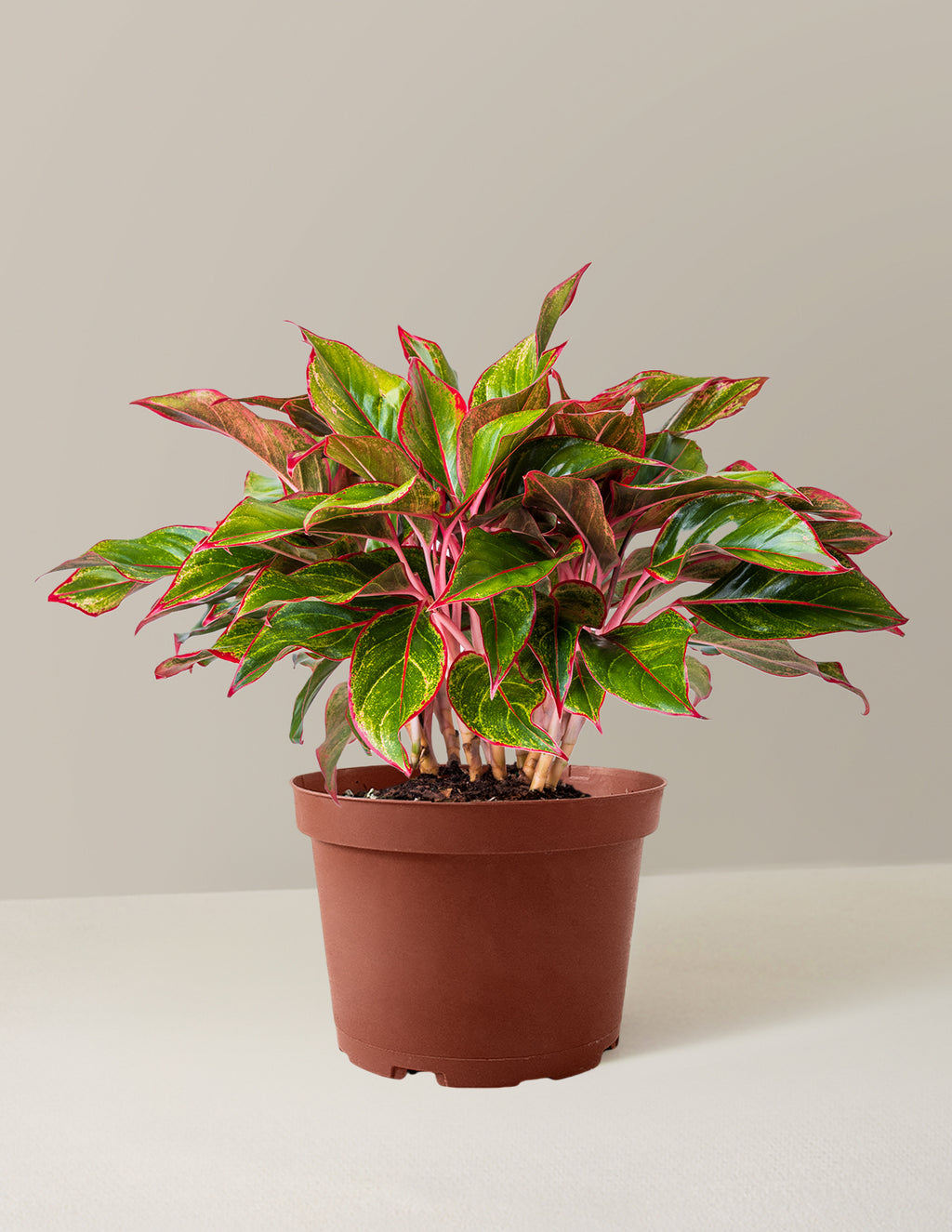 bundle | Medium | Grow Pot