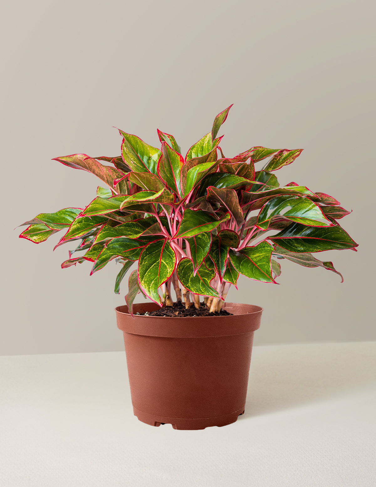 bundle | Medium | Grow Pot
