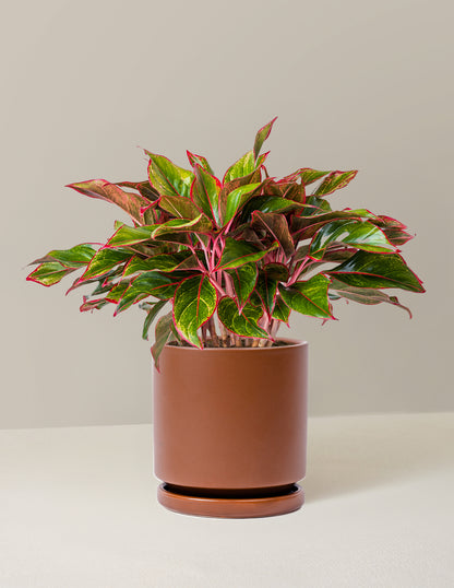 Aglaonema Siam