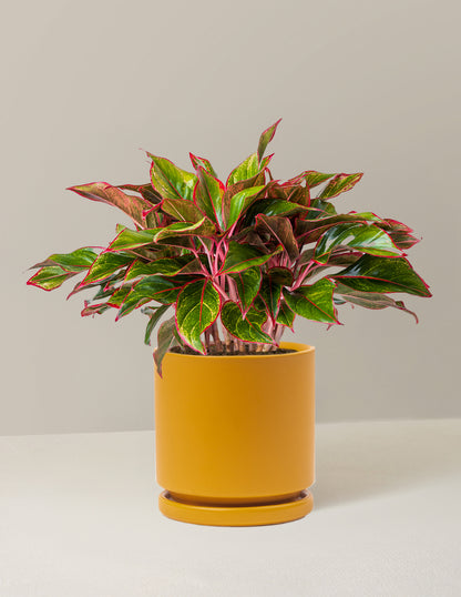 Aglaonema Siam