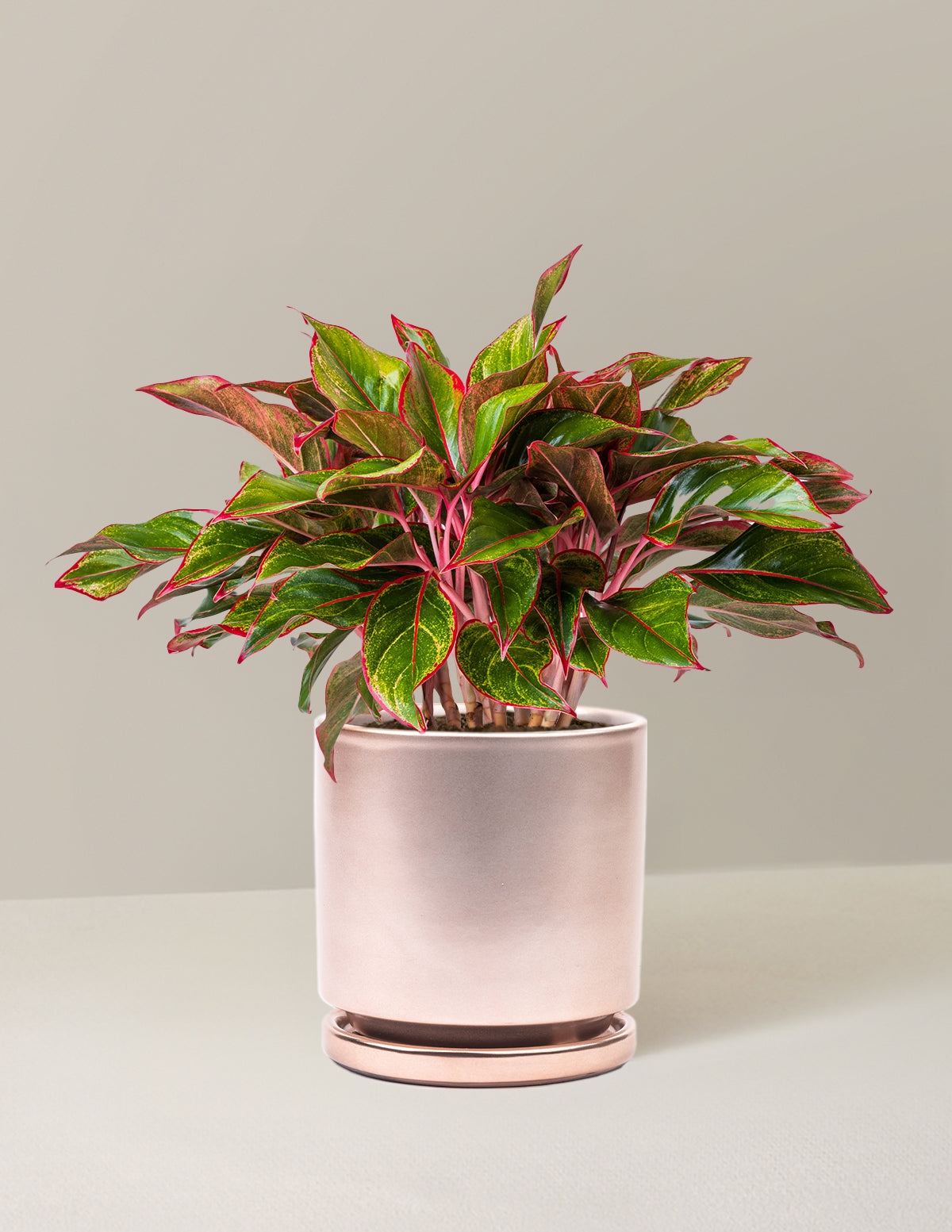 Aglaonema Siam