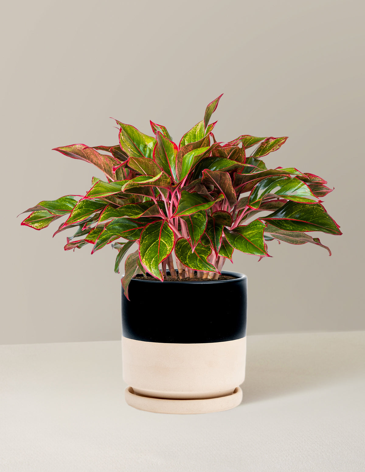 Aglaonema Siam