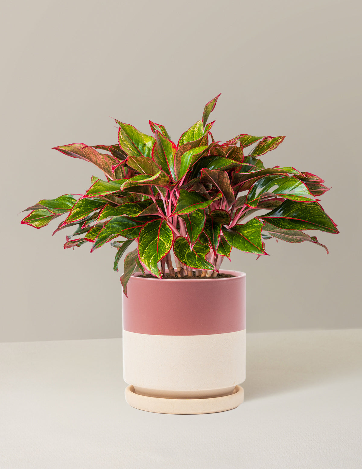bundle | Medium | Isabella | Half Dusty Rose