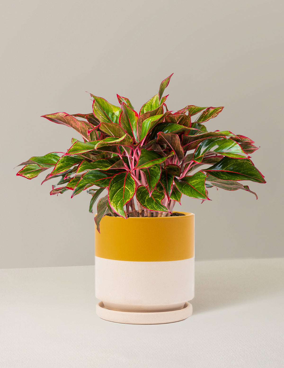 Aglaonema Siam