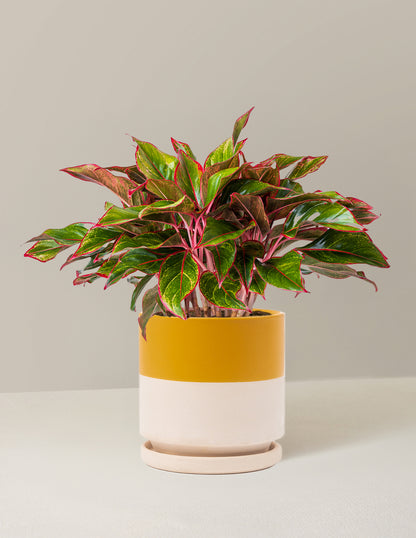 Aglaonema Siam